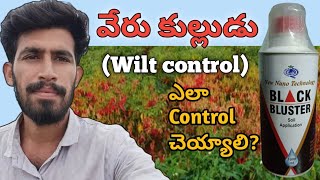 WiltBlackblusterEvergolxtend వేరుకుల్లుడుకొమ్మకుల్లుడుకొత్తవేరు వ్యవస్థ అభివృద్ధిNSsagubadi [upl. by Geraldina735]