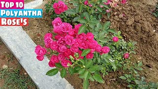 Top 10 Polyantha Roses with names Farming ideas Gardening [upl. by Annoek788]