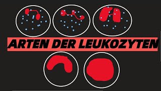 LEUKOZYTEN WEIßE BLUTKÖRPERCHEN ARTEN TYPEN FUNKTONEN [upl. by Nylavad]