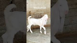 Very beutiful wight goat like and share [upl. by Gorski]