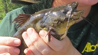 Black Bullhead Eradication [upl. by Dviad]