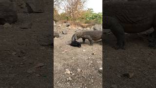 Komodo dragons fight to snatch crows [upl. by Nivlac]