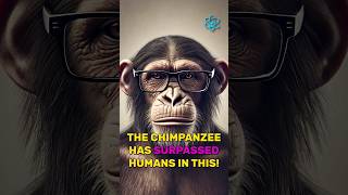 The Chimpanzee Has Surpassed Humans in This knowledgeshorts interestingexperiment [upl. by Ijan]