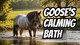 🚿🐴 First time bathing this beauty of a horse🧼💦  Watch the Transformation [upl. by Alak]