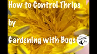 How to Control Thrips by Gardening with Bugs [upl. by Sera]