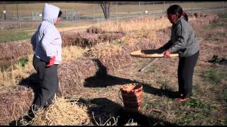 Montagnard Rice Harvest at NCAT [upl. by Eihtak458]