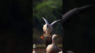 Bar headed goose sony a6400  Tirunelveli [upl. by Fanestil]