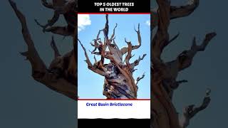 Top 5 Oldest Trees in the World [upl. by Afira]