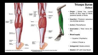 Triceps Surae Gastrocnemius amp Soleus and Plantaris  OINAs [upl. by Milda]