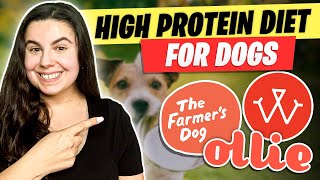 High Protein Diet For Dogs Should You Feed Your Dog High Protein [upl. by Assilen147]