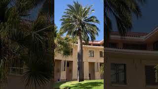 Monster Jubaea chilensis in San Luis Obispo California [upl. by Ecaidnac]