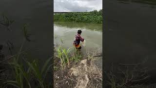 catching Fish fishing shorts youtubeshorts amazing trending [upl. by Rakia]