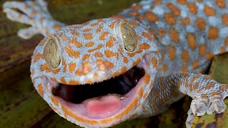 Gecko Sound  Tokay Gecko Effect  Picture Of Gecko Big Size [upl. by Aitam394]