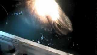 Giant Fish  Catch amp Release Fishing  McAurther River King Ash Bay Nothern Territory Australia [upl. by Aruabea]