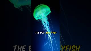 Why the Box Jellyfish Is the Ocean’s Silent Assassin 😱🌊 [upl. by Neirda]