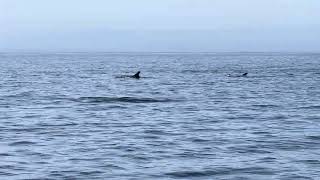 Blanco the Leusistic Risso’s Dolphin [upl. by Atival537]