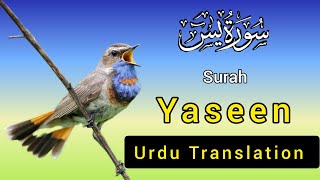 Surah Yasin  Yaseen  with Urdu Translation  Quran Tilawat Beautiful Voice  Hindi Tarjuma [upl. by Ydnam]