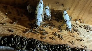 Massive Angry Beehive Found In A Rental Home [upl. by Lraed816]