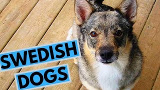 TOP 10 Swedish Dog Breeds [upl. by Adriano]