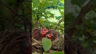 Quail mother find of babies [upl. by Celeski]