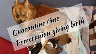 Pomeranian giving birth at home  first time [upl. by Husain529]