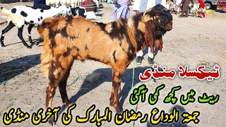 Friday Taxila Bakra Mandi Latest Update 5 April 2024  Qurbani Bakra Eid 2024 [upl. by Spielman357]