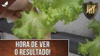 Como fazer uma Horta Hidropônica vertical em PVC Pt 2  Cultivo [upl. by Mcintyre]