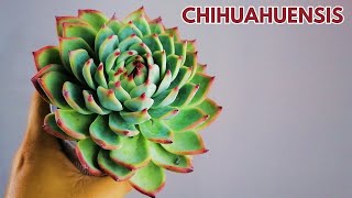 echeveria chihuahuensis cuidados donsuculento [upl. by Kareem]