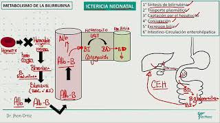 Neonatología  Ictericia neonatal [upl. by Arreik569]