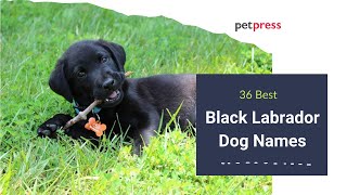 🐶 Best 36 Popular Black Labrador Dog Names 🐕‍🦺 PetPress [upl. by Laurentium]