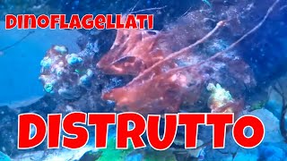 DINOFLAGELLATI distruggono il mio ACQUARIO MARINO [upl. by Pelletier]