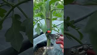 Ultimate Guide of Tomato 🍅gardeningadvice viralvideo fyp viralshort tiktok shorts gardening [upl. by Annawat]