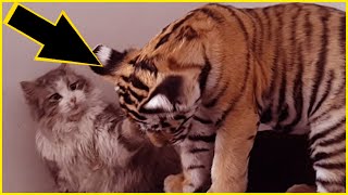 Mother cat adopted a tiger cub years later the unbelievable happened  UNKNOWN FACTS [upl. by Niar]