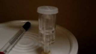 Home Brew  Airlock Activity  Early Fermentation [upl. by Refinej599]