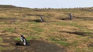 Magdalena Island Magellanic Penguins Braying [upl. by Alleuqcaj749]