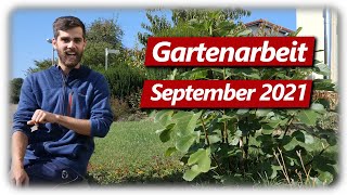 Gartenarbeit September  Tomaten Unsterblichkeitskraut Holz stapeln Wühlmaus Probleme [upl. by Eekaz497]