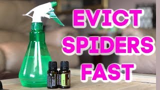 Diy Natural Spider Repellent  Summer Living Room Refresh [upl. by Nevag669]