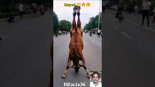 Respect 💥🔥🙏 Cow shorts facts youtubeshorts respect blfacts viralshorts amazing [upl. by Meehahs273]