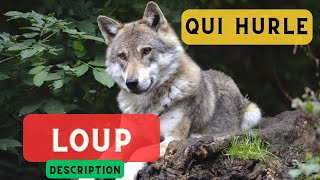 Loup qui hurle et description 🐺 Loup hurlant le hurlement du loup 🐺 [upl. by Norad]