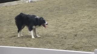 Royal Winter Fair 2024 Sheep Herding Demonstration [upl. by Rakso]