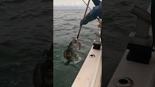 Epic Fish Fight w Captain Jack Lingcod 2024 [upl. by Enyawud]