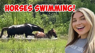 THE HORSES GO SWIMMING IN THE POND Farm Vlog [upl. by Pantia981]