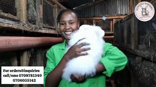 Rabbit Farming Daily and weekly Routine You should consider it as a Rabbit FarmerRabbit Queen [upl. by Hollis]