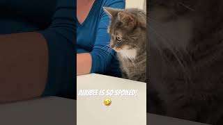 Jujubee is so spoiled 🤣 viralvideo cat family nature video loveviralshorts [upl. by Getraer]