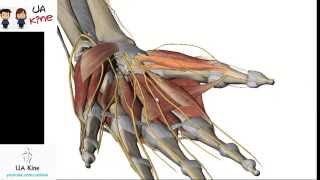 Anatomía Musculos Mano  Origen Inserción Inervación y Función [upl. by Dnalyar619]