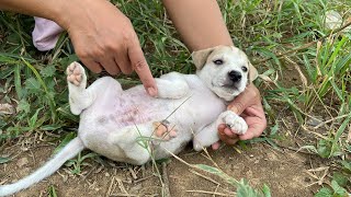 removing lots of evils feeding adopted puppies we must take care of our pets [upl. by Manno]