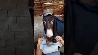 🤣🤣🤣🤣🤣🤣🤣 اكسبلور نشاط دكالة comedy ليكاااات تيكتوك amazigh [upl. by Karena]