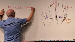 Professor Long 2401 Lecture 38 Knee Ligaments and Intervertebral Discs [upl. by Gregoor]