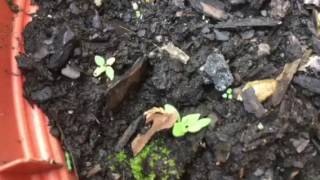 How to Grow from Seeds Episode 1 verbena containergardening [upl. by Gibbeon]