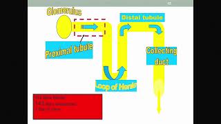 Cystinosis The Early Years Fanconi Syndrome and More [upl. by Telfer]